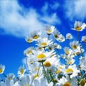Spring Time Live Wallpaper logo
