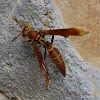 Paper Wasp Queen