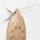Gold-striped Leaftier Moth