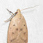 Gold-striped Leaftier Moth