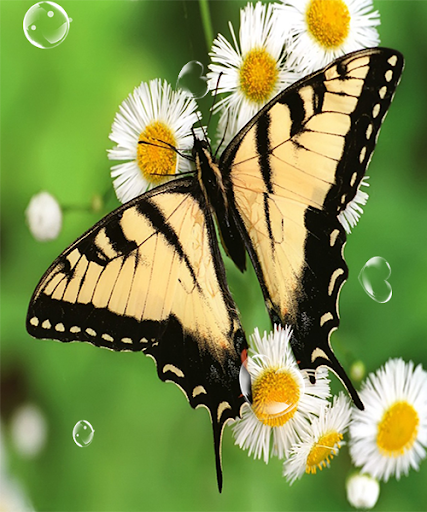 Butterfly Live Wallpaper