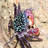 Broad-fronted Mangrove Crab
