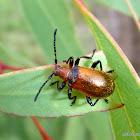 Brown Darkling Beetle