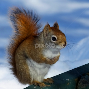 by Christiane Ouellet - Animals Other Mammals
