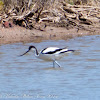 Avocet; Avoceta