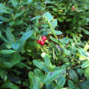 Lingonberry