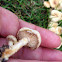 Fairy ring champignon
