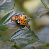 (Failed Emerge) Asian Ladybug