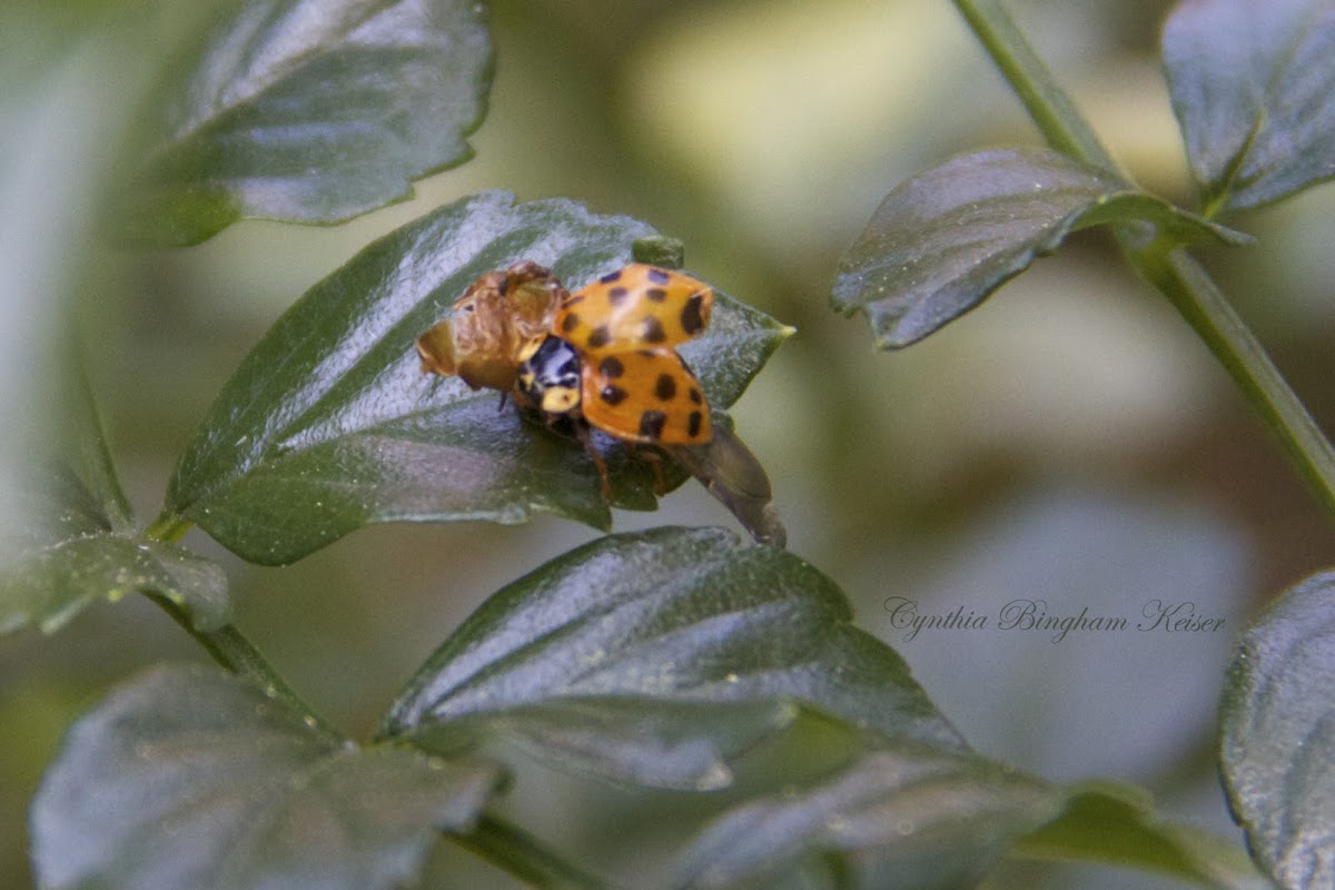 (Failed Emerge) Asian Ladybug