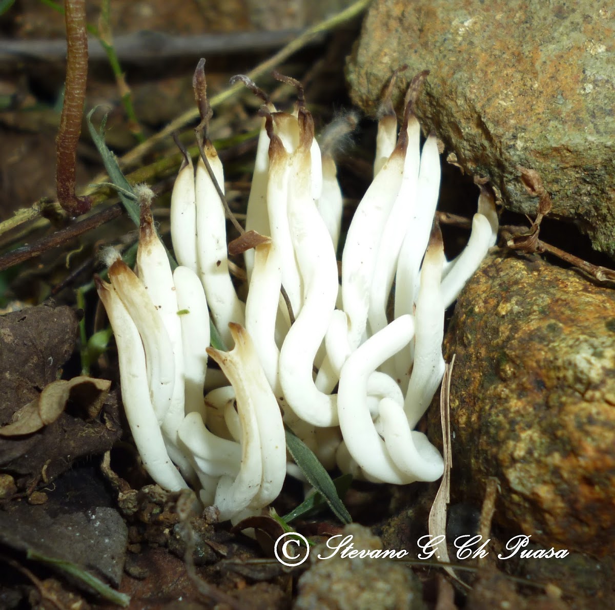 White Worm Coral