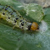 Crambid moth caterpillar