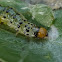 Crambid moth caterpillar
