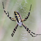 Garden Weaver Spider