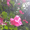 Pink bougainvillea