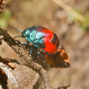 Jewelled Shield Bug Nymph