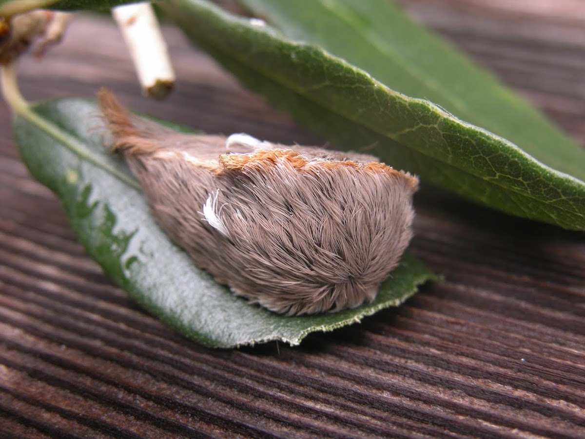 Flannel Moth larva