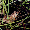 Southern Leopard Frog