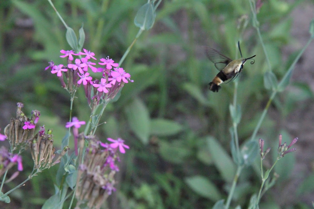 Snowberry Clearwing
