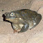 Sonoran desert toad