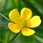 Bristly Buttercup