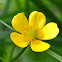 Bristly Buttercup