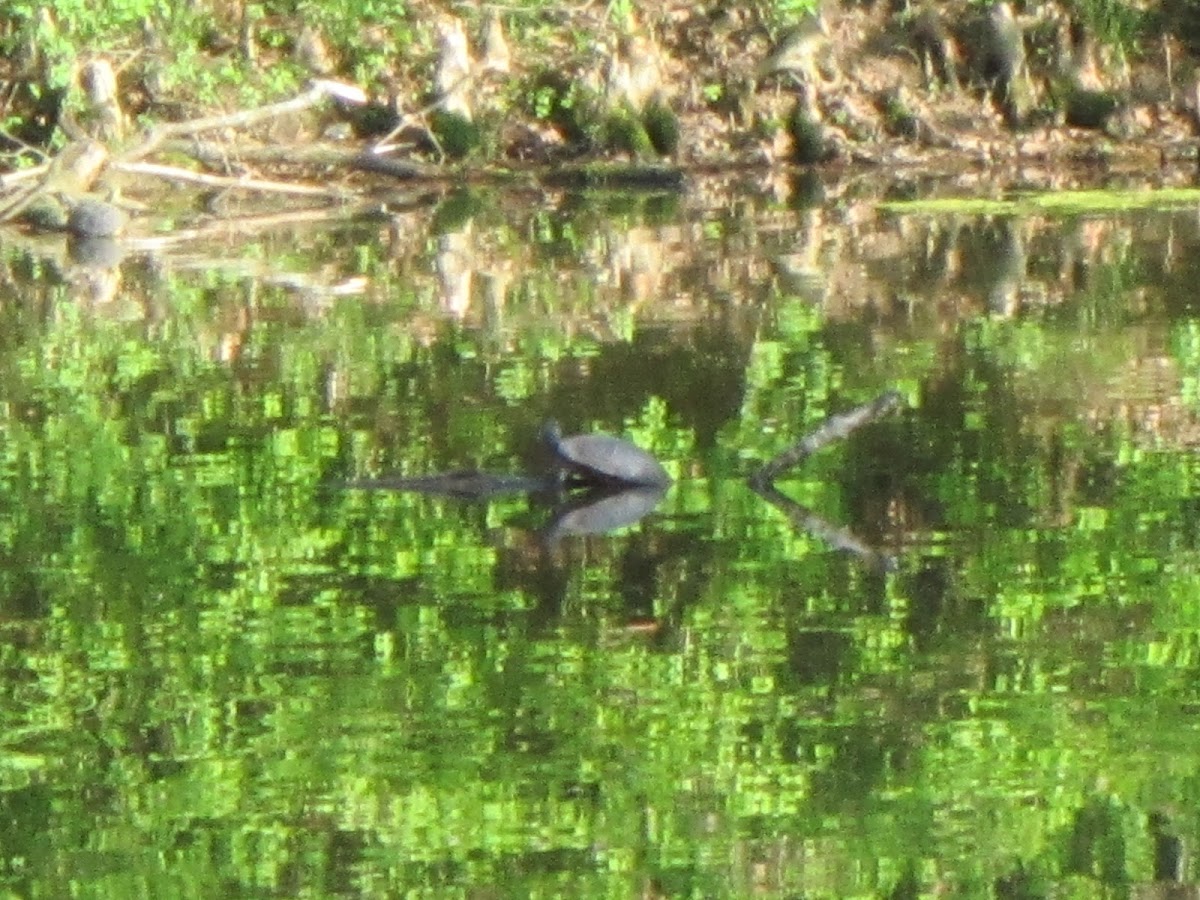 Painted Turtle