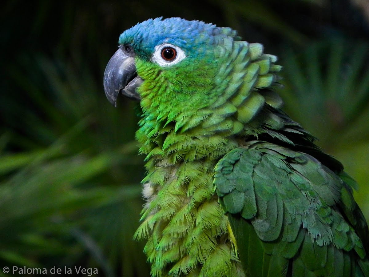 Perico Verde -  Blue-crowned Mealy Parrot