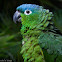 Perico Verde -  Blue-crowned Mealy Parrot