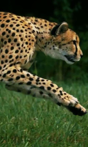 Cheetah live wallpaper