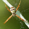 St. Andrew's Cross Spider (or) Asian Signature spider