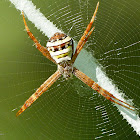 St. Andrew's Cross Spider (or) Asian Signature spider