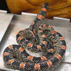 Texas Longnose Snake