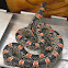 Texas Longnose Snake