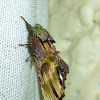 Mossy bark Mimic Moth