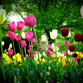 Tulip by Awesome Pics - Flowers Flower Gardens