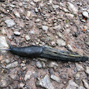 (some kind of arion) Slug