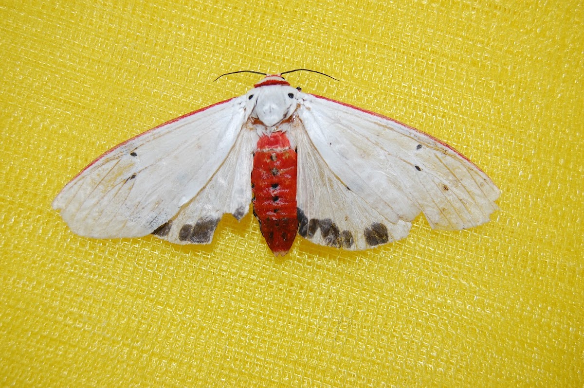 Red Costate Tiger Moth