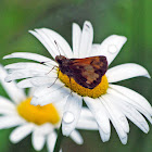 Hobomok Skipper Butterfly
