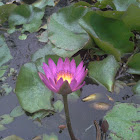 Water Lily