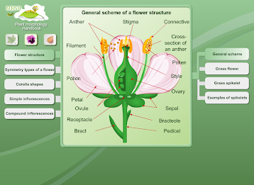 Biology - Plant Morphology poster 7