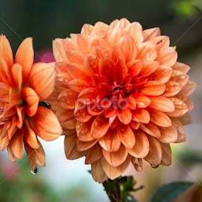 Dahlia's by Mel Stratton - Flowers Flower Gardens