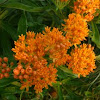 butterfly weed