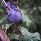 Blackthorn, fruits