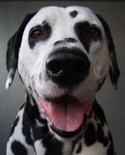 How to mod Dalmatians Wallpapers HD 1.0 apk for pc