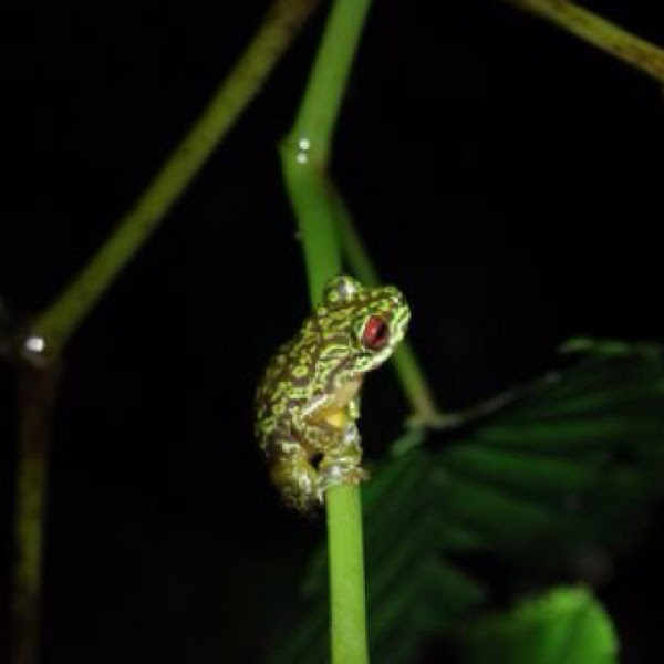 Brook frog | Project Noah
