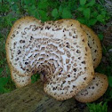 Mushroom (2 of 3)
