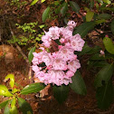 Mountain Laurel