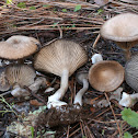 Goblet Funnel Cap