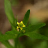 Small flowered crowfoot