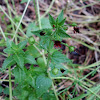 Nettle-leaved Figwort / Sredozemni Strupnik